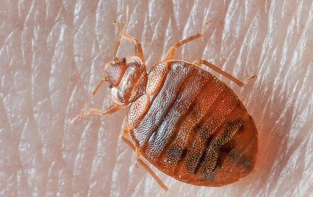 Pest Problems in New Zealand Homes: Complete Reference Guide